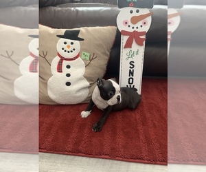 Boston Terrier Puppy for sale in BATH SPRINGS, TN, USA