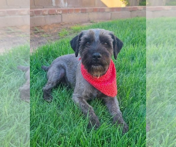 Medium Photo #3 Mutt Puppy For Sale in Genesee, WI, USA