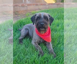 **RAZ** - Male Mutt Dog for Adoption - Photo #3