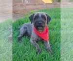Small Photo #3 Mutt Puppy For Sale in Genesee, WI, USA