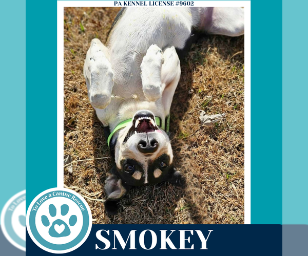 Medium Photo #3 Beagle-Unknown Mix Puppy For Sale in Kimberton, PA, USA