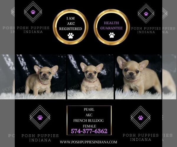 Medium Photo #3 French Bulldog Puppy For Sale in WARSAW, IN, USA