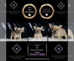 Small #2 French Bulldog