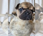 Small Photo #9 French Bulldog Puppy For Sale in BILOXI, MS, USA