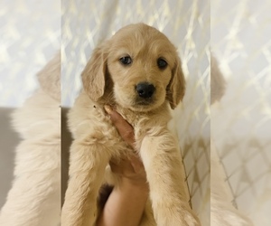 Golden Retriever Puppy for sale in DALLAS, TX, USA
