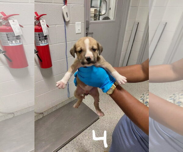 Medium Photo #6 American Pit Bull Terrier-Black Mouth Cur Mix Puppy For Sale in Holly Springs, NC, USA