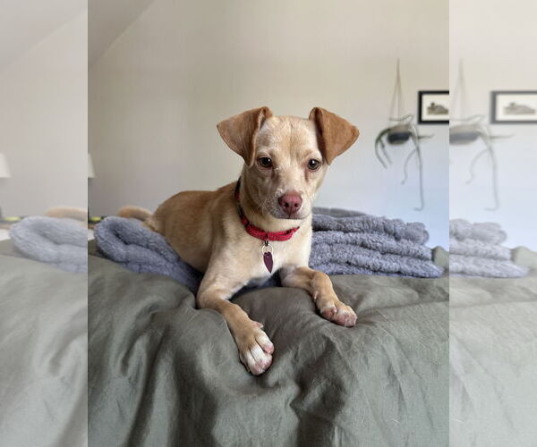 Medium Photo #7 Chihuahua-Unknown Mix Puppy For Sale in Aurora, CO, USA