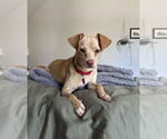 Small #6 Chihuahua Mix