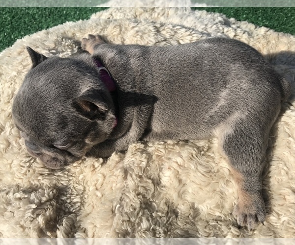 Medium Photo #19 French Bulldog Puppy For Sale in PLACERVILLE, CA, USA