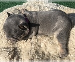 Small Photo #19 French Bulldog Puppy For Sale in PLACERVILLE, CA, USA