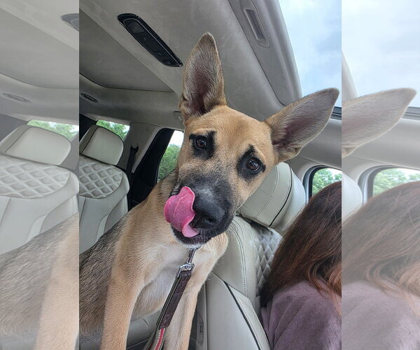 Medium Photo #4 Mutt Puppy For Sale in Fenton, MO, USA