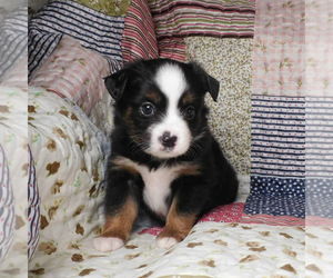 Miniature Australian Shepherd Puppy for Sale in HARRISON, Ohio USA