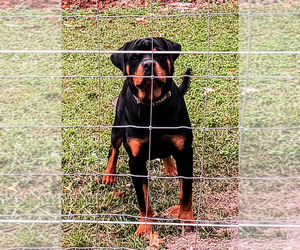 Father of the Rottweiler puppies born on 02/05/2026