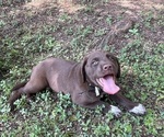 Puppy Black collar Lab-Pointer