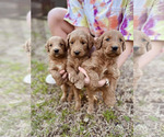 Small Photo #1 Goldendoodle Puppy For Sale in AIKEN, SC, USA