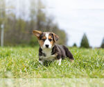 Small Photo #14 Pembroke Welsh Corgi Puppy For Sale in WARSAW, IN, USA
