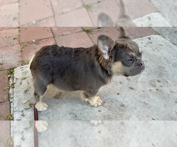 Medium Photo #2 French Bulldog Puppy For Sale in SOUTH GATE, CA, USA
