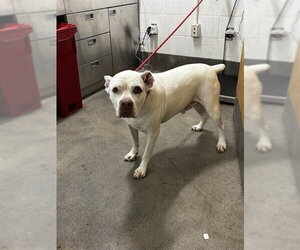 Argentinian Mastiff-Unknown Mix Dogs for adoption in Forestville, MD, USA