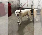 BUDDY - Male Argentinian Mastiff-Unknown Mix Dog for Adoption - Small photo