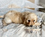 Small Photo #75 Goldendoodle (Miniature) Puppy For Sale in PENSACOLA, FL, USA