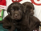 Small Photo #30 Labrador Retriever Puppy For Sale in MANTECA, CA, USA