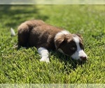 Small Photo #2 Border Collie Puppy For Sale in CUPERTINO, CA, USA