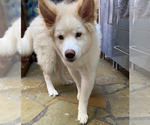 Puppy 2 Samoyed-Siberian Husky Mix