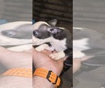Small #9 Boston Terrier
