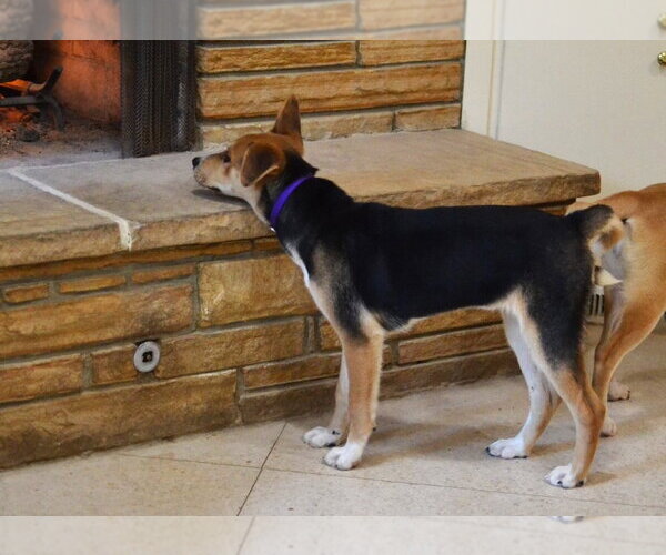 Medium Photo #5 Siberian Husky-Unknown Mix Puppy For Sale in Germanton, TN, USA