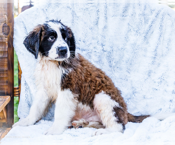 Medium Photo #9 Saint Bernard Puppy For Sale in WAKARUSA, IN, USA