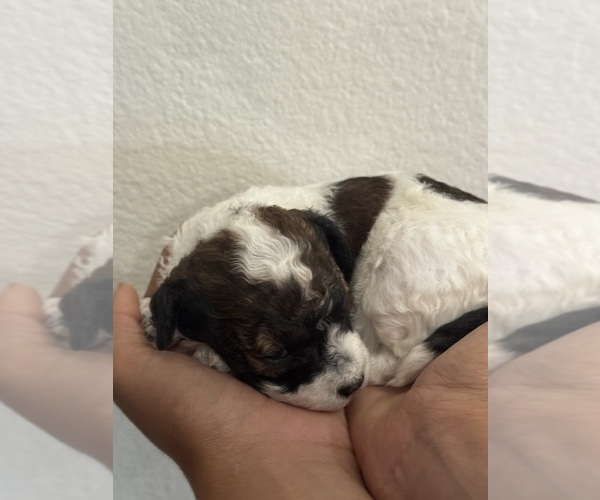 Medium Photo #14 Bernedoodle (Miniature) Puppy For Sale in LONGMONT, CO, USA