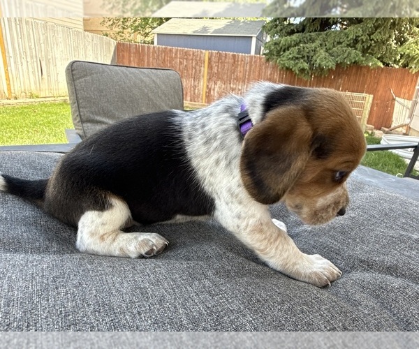 Medium Photo #5 Beagle Puppy For Sale in COLORADO SPRINGS, CO, USA