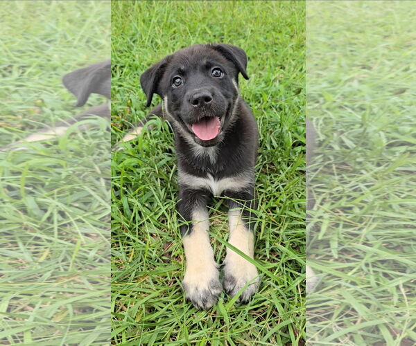 Medium Photo #1 Siberian Husky-Unknown Mix Puppy For Sale in McDonough, GA, USA