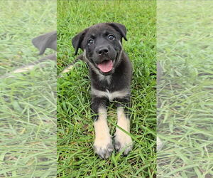 Siberian Husky-Unknown Mix Dogs for adoption in McDonough, GA, USA