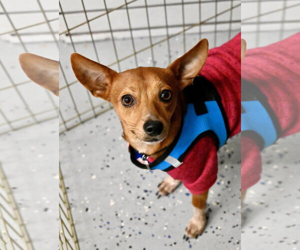 Medium Photo #2  Puppy For Sale in , 