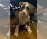 Puppy Puppy 3 American Pit Bull Terrier