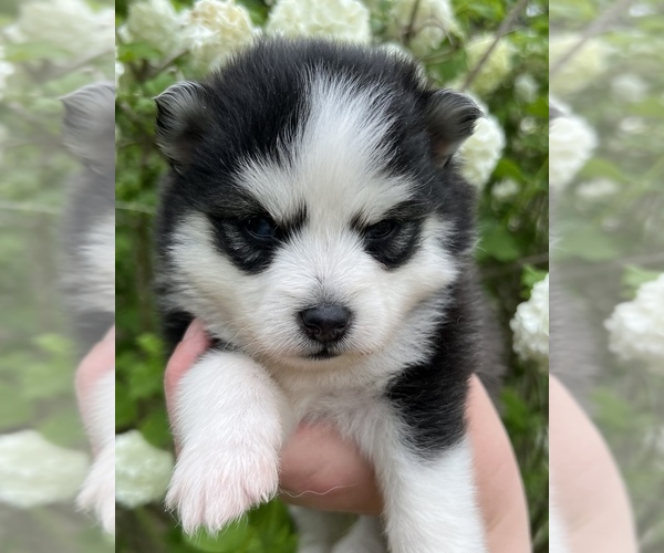 Medium Photo #4 Pomsky Puppy For Sale in BAXTER, TN, USA