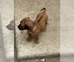 Small #7 Rhodesian Ridgeback