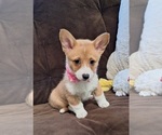 Small Photo #23 Pembroke Welsh Corgi Puppy For Sale in ARROYO GRANDE, CA, USA
