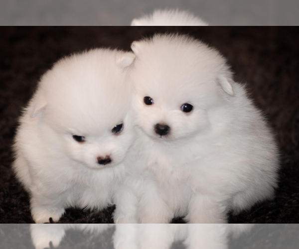 Medium Photo #1 Pomeranian Puppy For Sale in YAPHANK, NY, USA