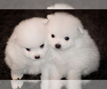 Small Photo #1 Pomeranian Puppy For Sale in YAPHANK, NY, USA