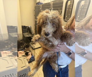 Bernese Mountain Dog-Poodle (Miniature) Mix Dogs for adoption in Valrico, FL, USA