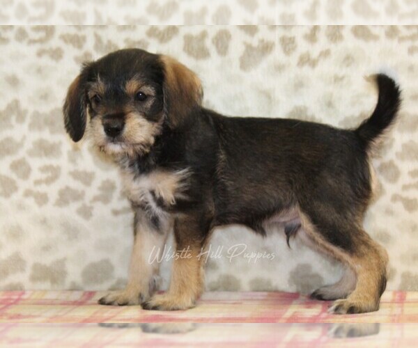 Medium Photo #3 King Schnauzer Puppy For Sale in DENVER, PA, USA
