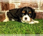 Small #3 Cavalier King Charles Spaniel