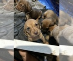 Small Photo #2 Bloodhound Puppy For Sale in WHITTIER, CA, USA