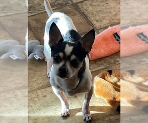 Mutt Dogs for adoption in Elmsford, NY, USA