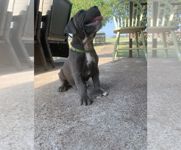 Medium Photo #4 American Bully-American Pit Bull Terrier Mix Puppy For Sale in ZEPHYR, TX, USA