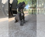 Small #3 American Bully-American Pit Bull Terrier Mix