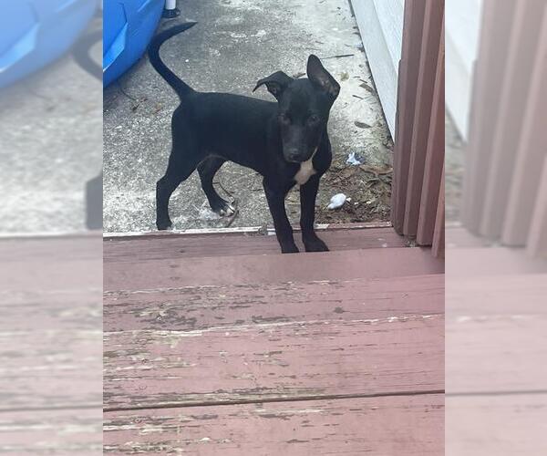 Medium Photo #2 Mutt Puppy For Sale in San Antonio, TX, USA