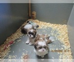 Small Photo #10 Shih Tzu Puppy For Sale in CARROLLTON, GA, USA